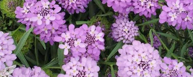 蜂室花冬天播种发芽吗 蜂室花冬天播种发芽吗