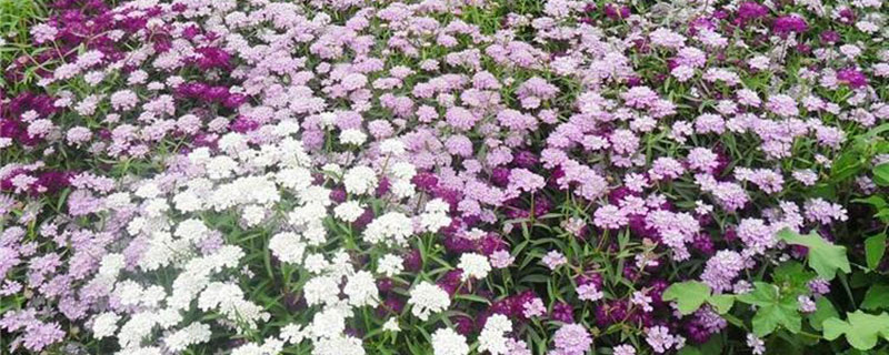蜂室花的花期几月份