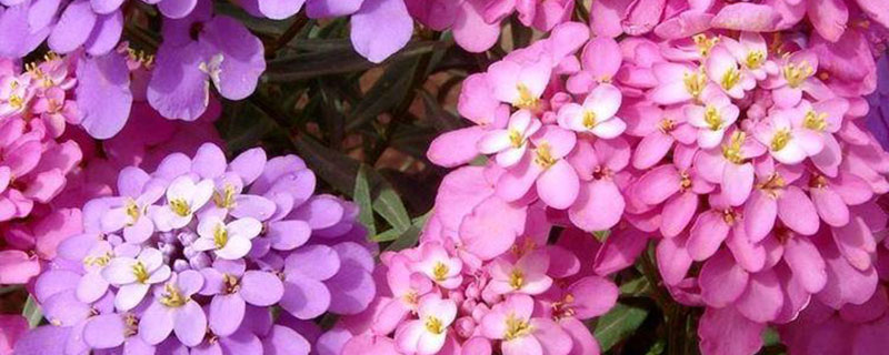 蜂室花播种后多久开花 蜂室花播种后多久开花