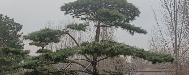 油松树哪个地方种的比较多 油松树哪个地方种的比较多