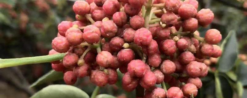 花椒树春季管理技术