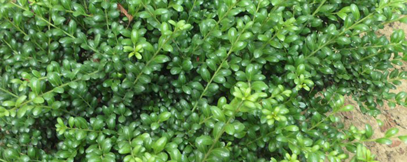 金宝石冬青的种植方法