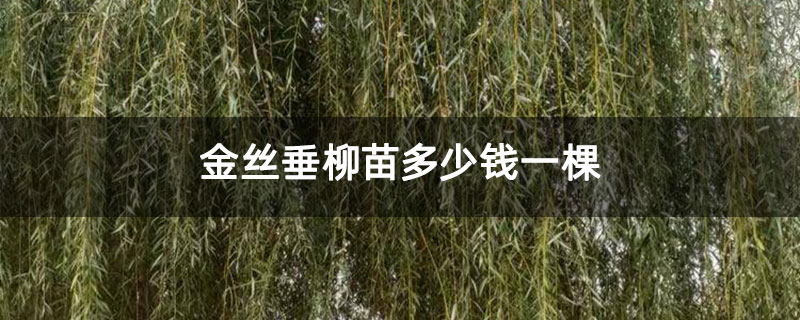 金丝垂柳苗多少钱一棵