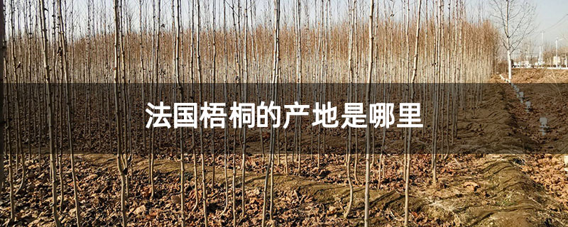 法国梧桐的产地是哪里 法国梧桐的产地是哪里