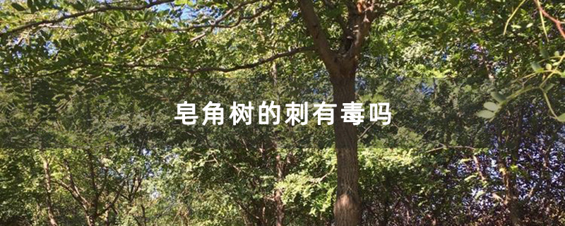 皂角树的刺有毒吗