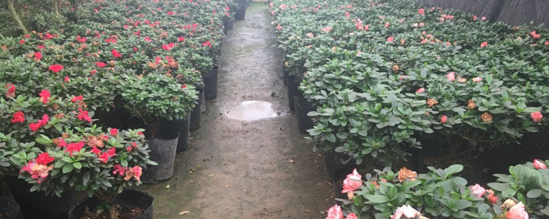 冬天映山红下山桩可以栽活吗