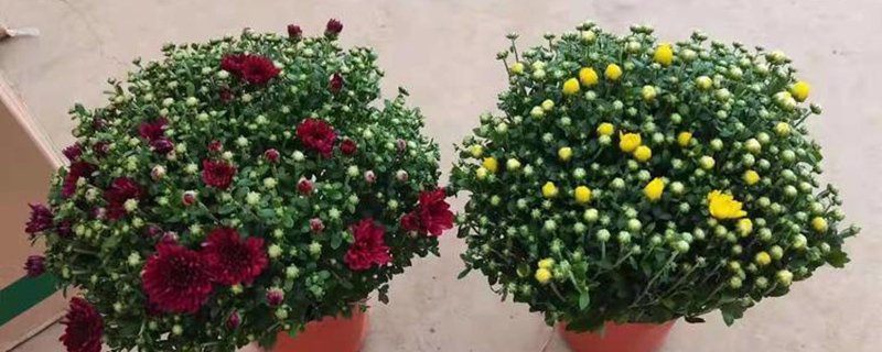 菊花盆栽苗