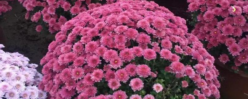 球菊
