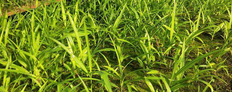 广东适合种植白芨吗