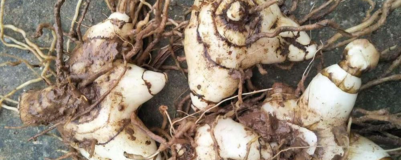 白芨适合哪里种植