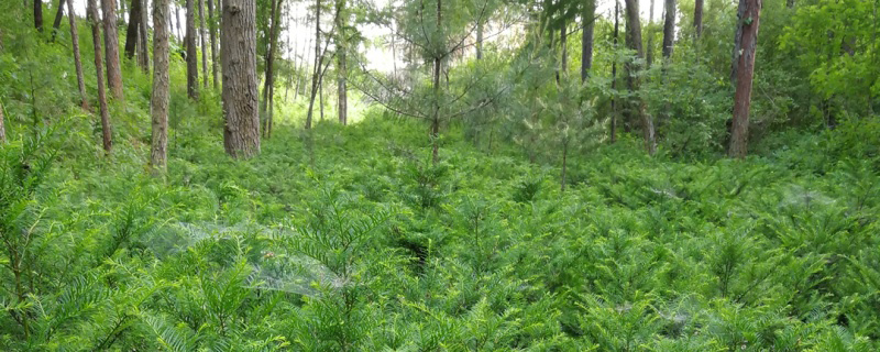 山东适合种植红豆杉吗