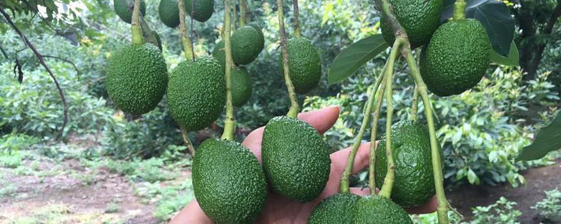 牛油果种植基地