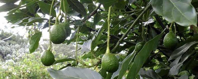 牛油果树种植注意事项