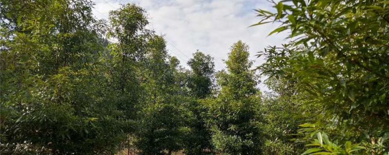 金丝楠木适合北方种植吗