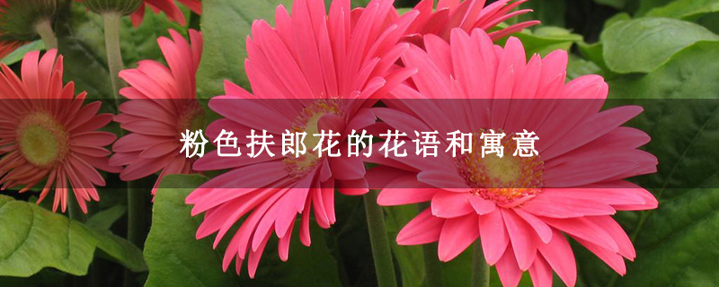粉色扶郎花的花语和寓意