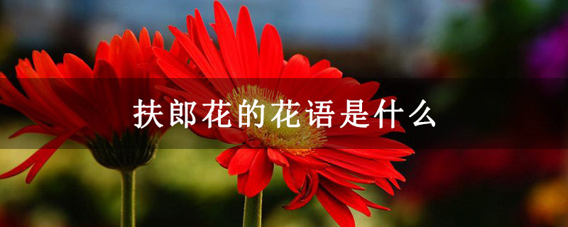 扶郎花的花语是什么
