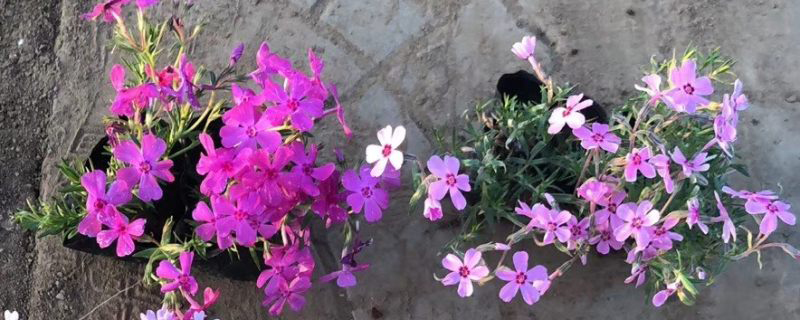 福禄考花