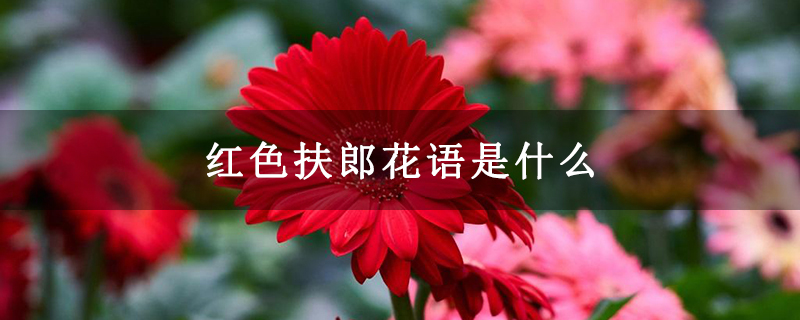 红色扶郎花语是什么