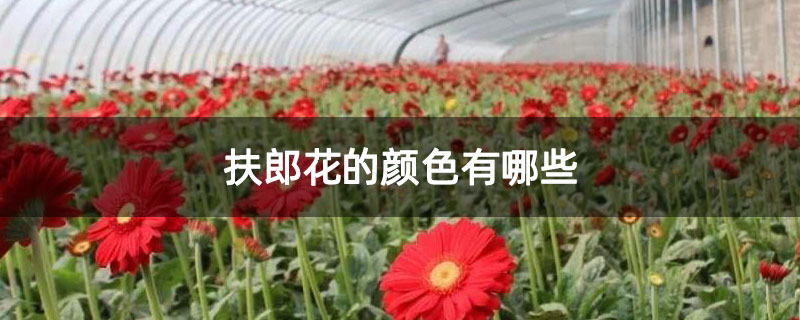 扶郎花的颜色有哪些