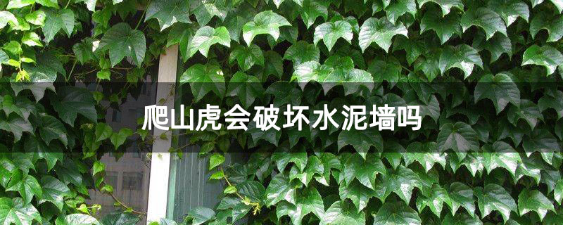 爬山虎会破坏水泥墙吗