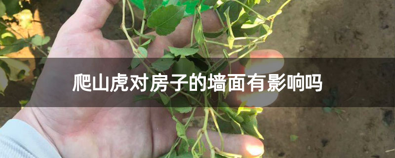 爬山虎对房子的墙面有影响吗