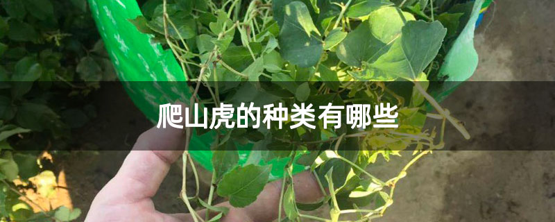 爬山虎的种类有哪些 爬山虎的种类有哪些