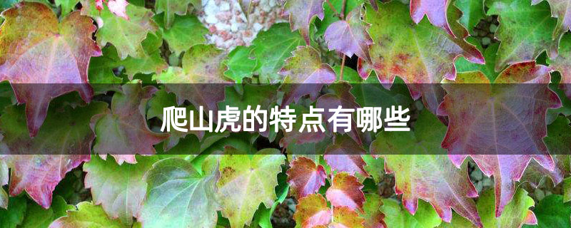 爬山虎的特点有哪些