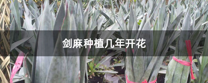 剑麻种植几年开花