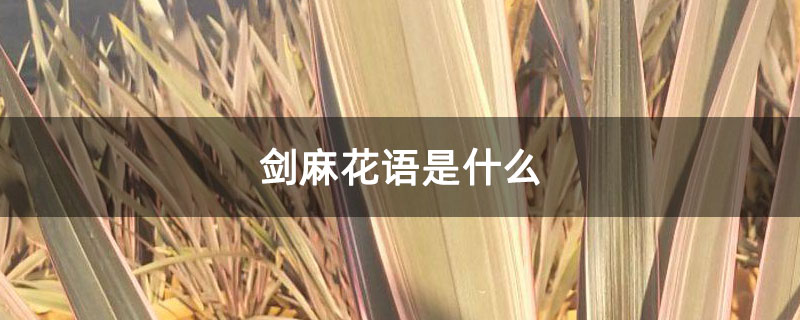 剑麻花语是什么
