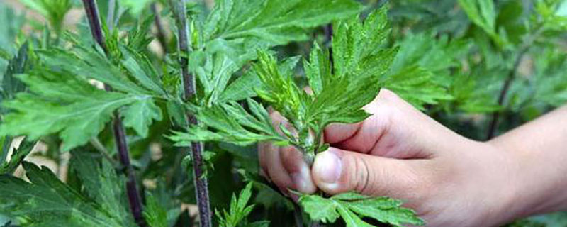 黄金艾蒿和艾草区别 黄金艾蒿和艾草区别