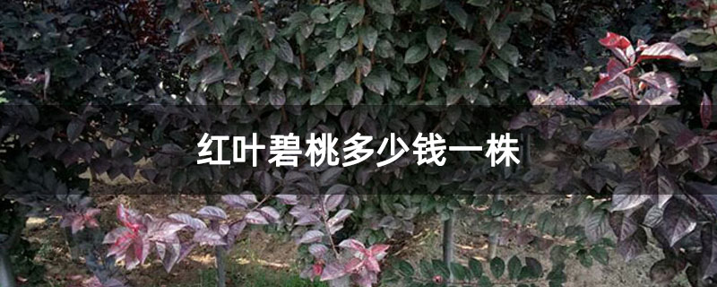 红叶碧桃多少钱一株