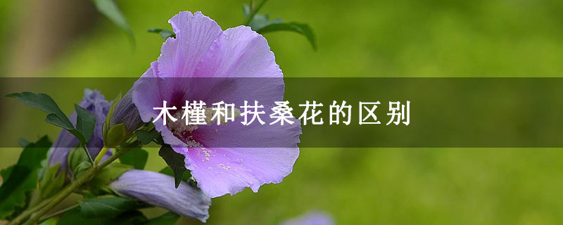 木槿和扶桑花的区别