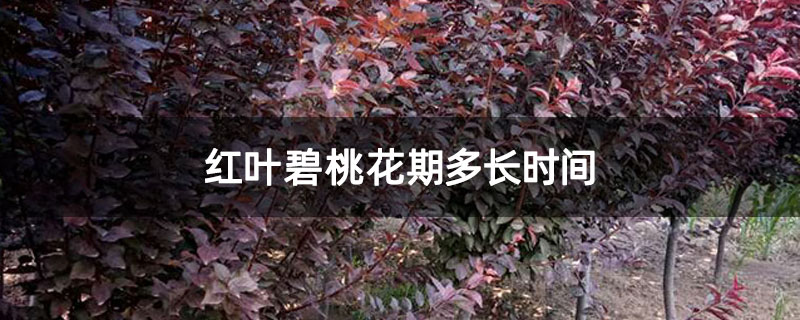 红叶碧桃花期多长时间