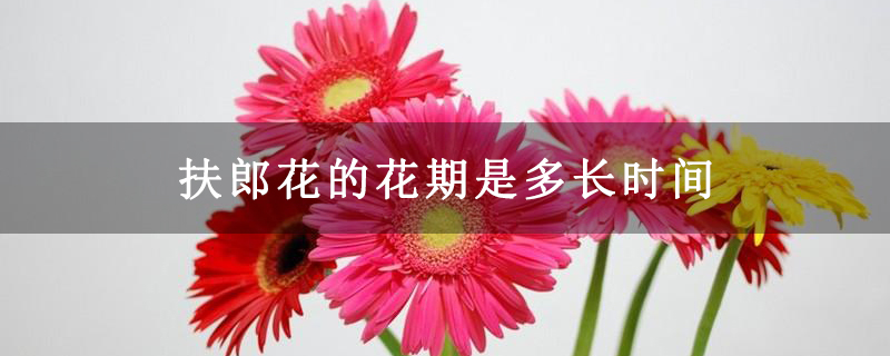 扶郎花的花期是多长时间