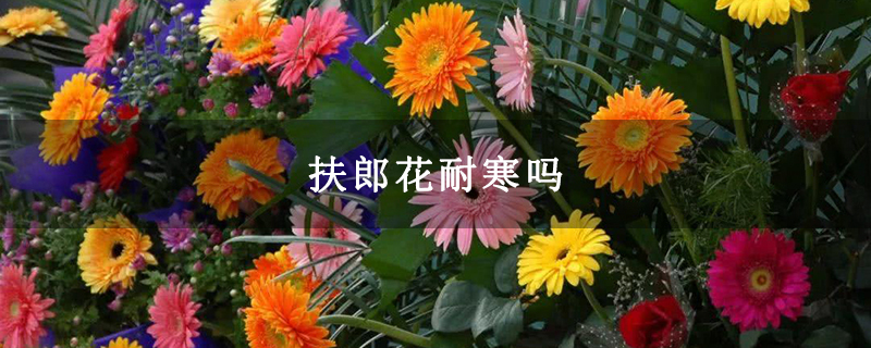 扶郎花耐寒吗