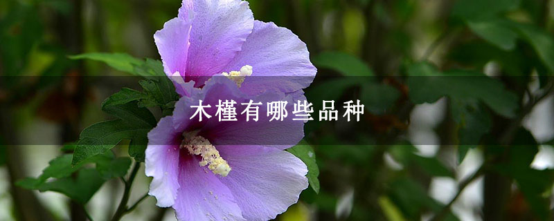 木槿有哪些品种