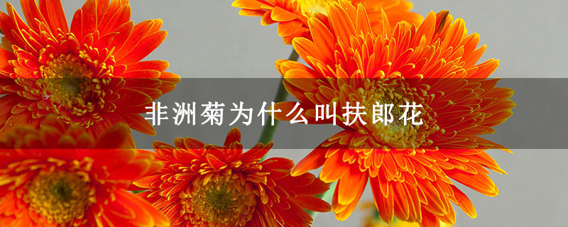 非洲菊为什么叫扶郎花