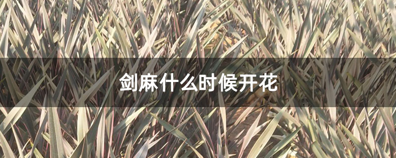 剑麻什么时候开花