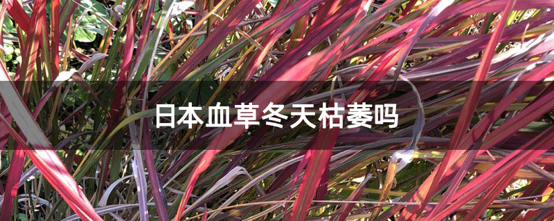 日本血草冬天枯萎吗
