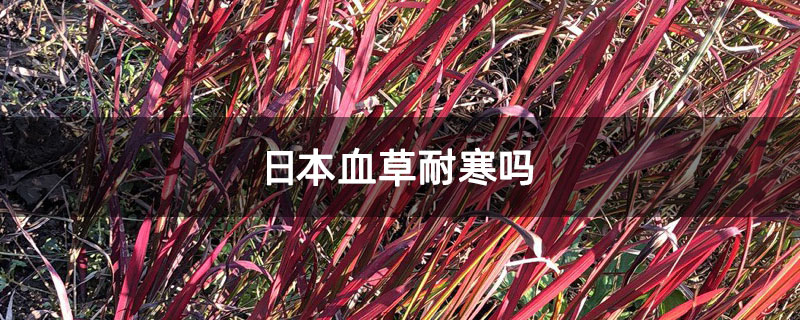 日本血草耐寒吗 日本血草耐寒吗