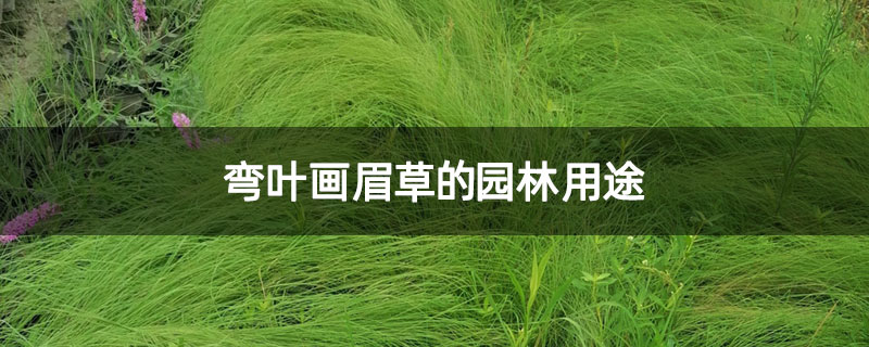弯叶画眉草的园林用途
