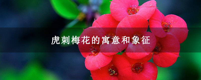 虎刺梅花的寓意和象征