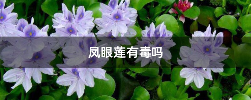 凤眼莲有毒吗