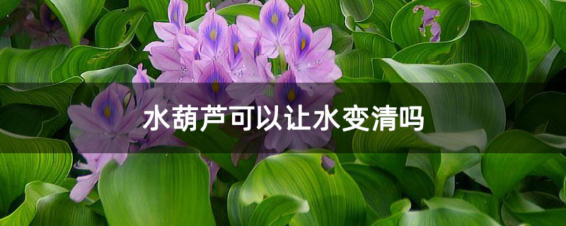 水葫芦可以让水变清吗