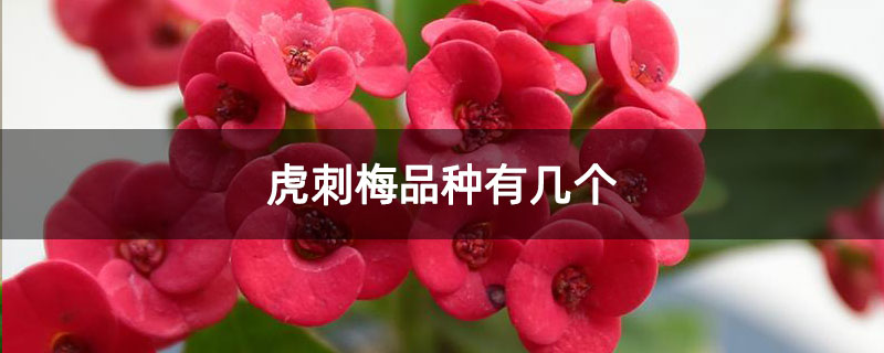 虎刺梅品种有几个