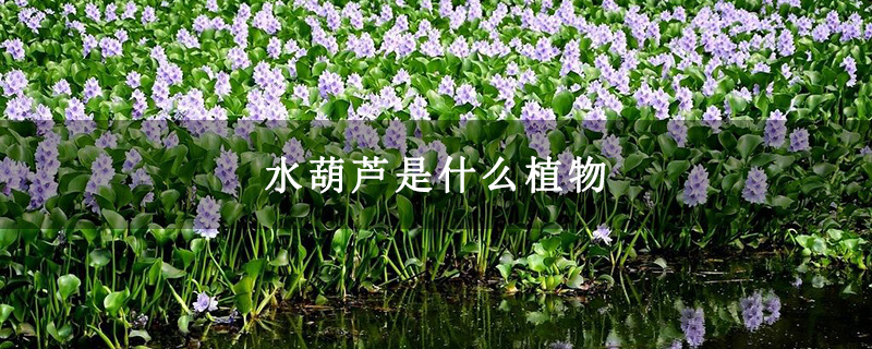 水葫芦是什么植物