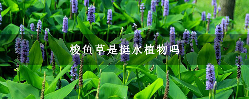 梭鱼草是挺水植物吗