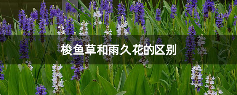 梭鱼草和雨久花的区别 梭鱼草和雨久花的区别