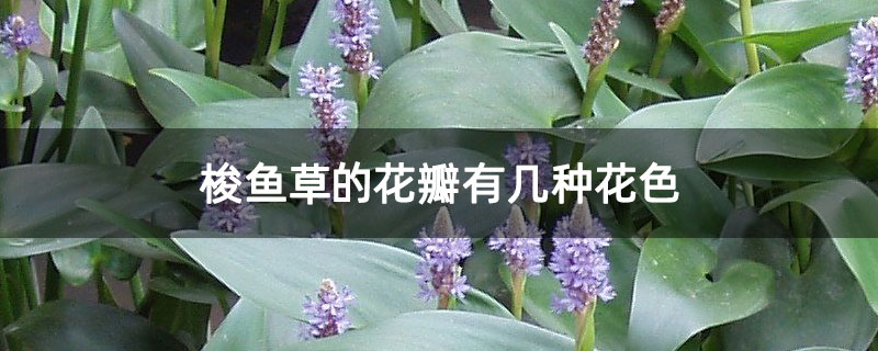 梭鱼草的花瓣有几种花色