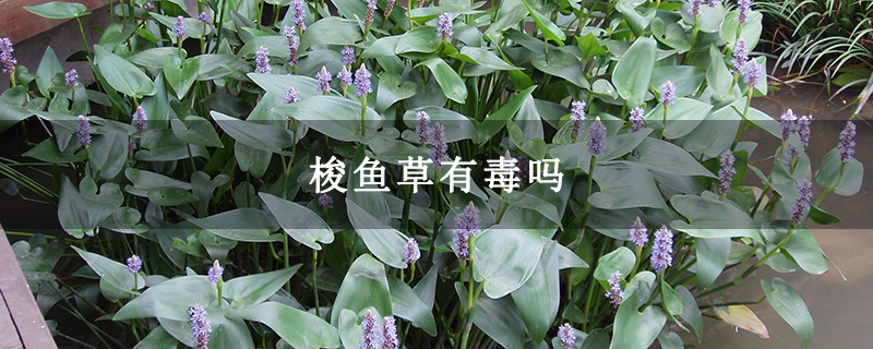 梭鱼草有毒吗